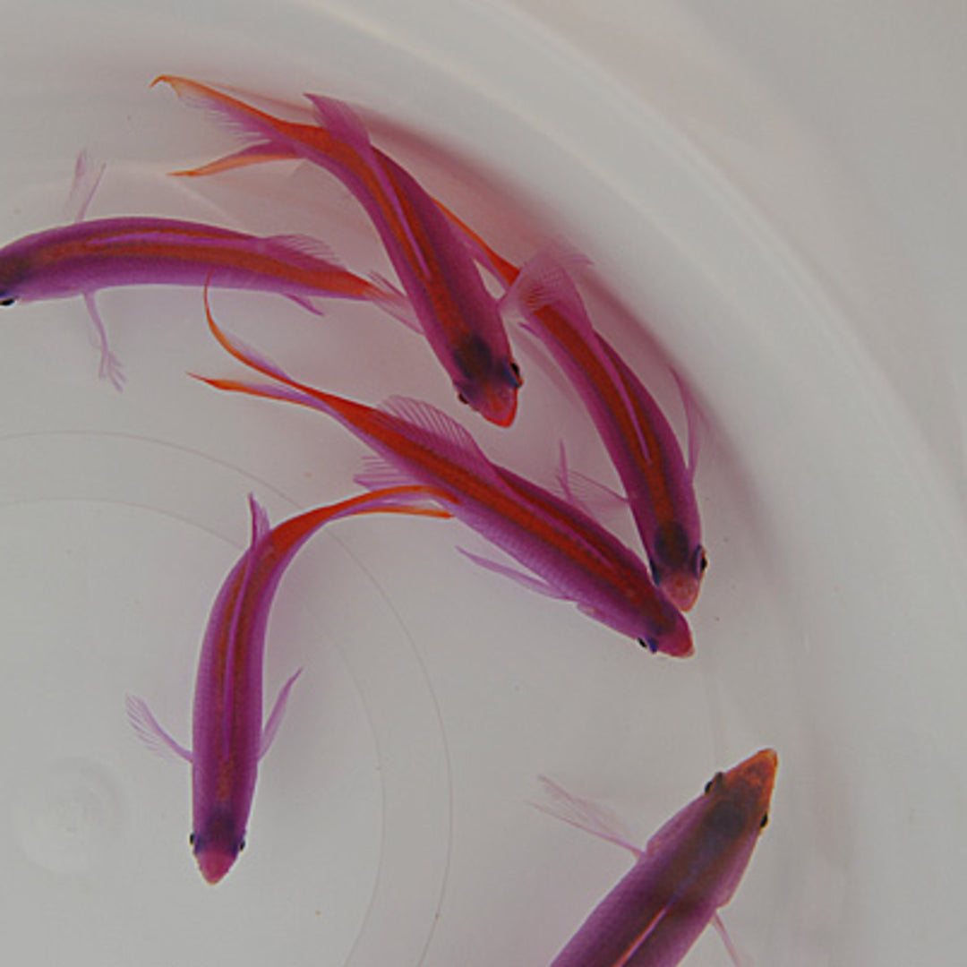 Mirolabrichthys tuka - lilafarbener Fahnenbarsch - Männchen