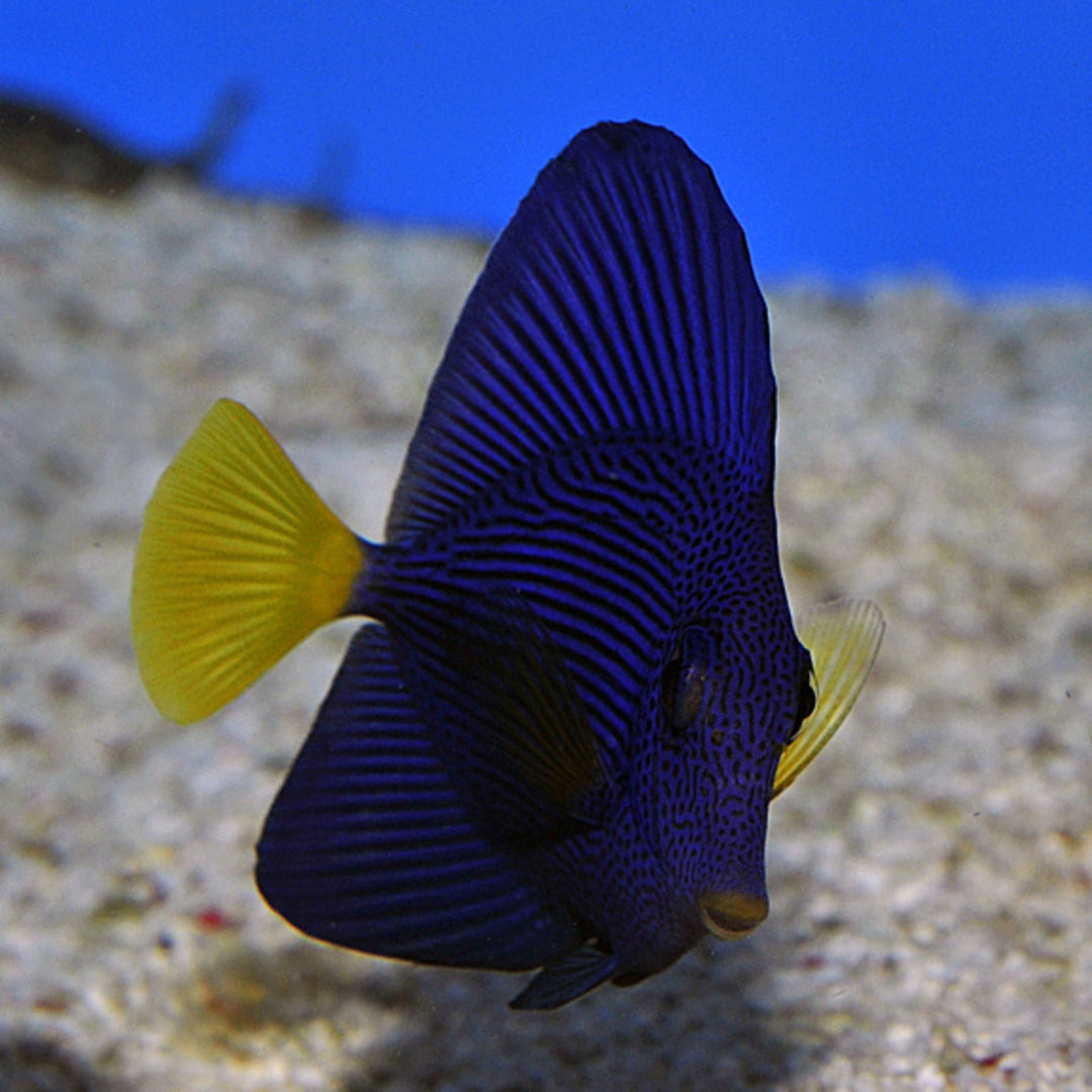 Zebrasoma xanthurum - Rotmeer Doktorfisch