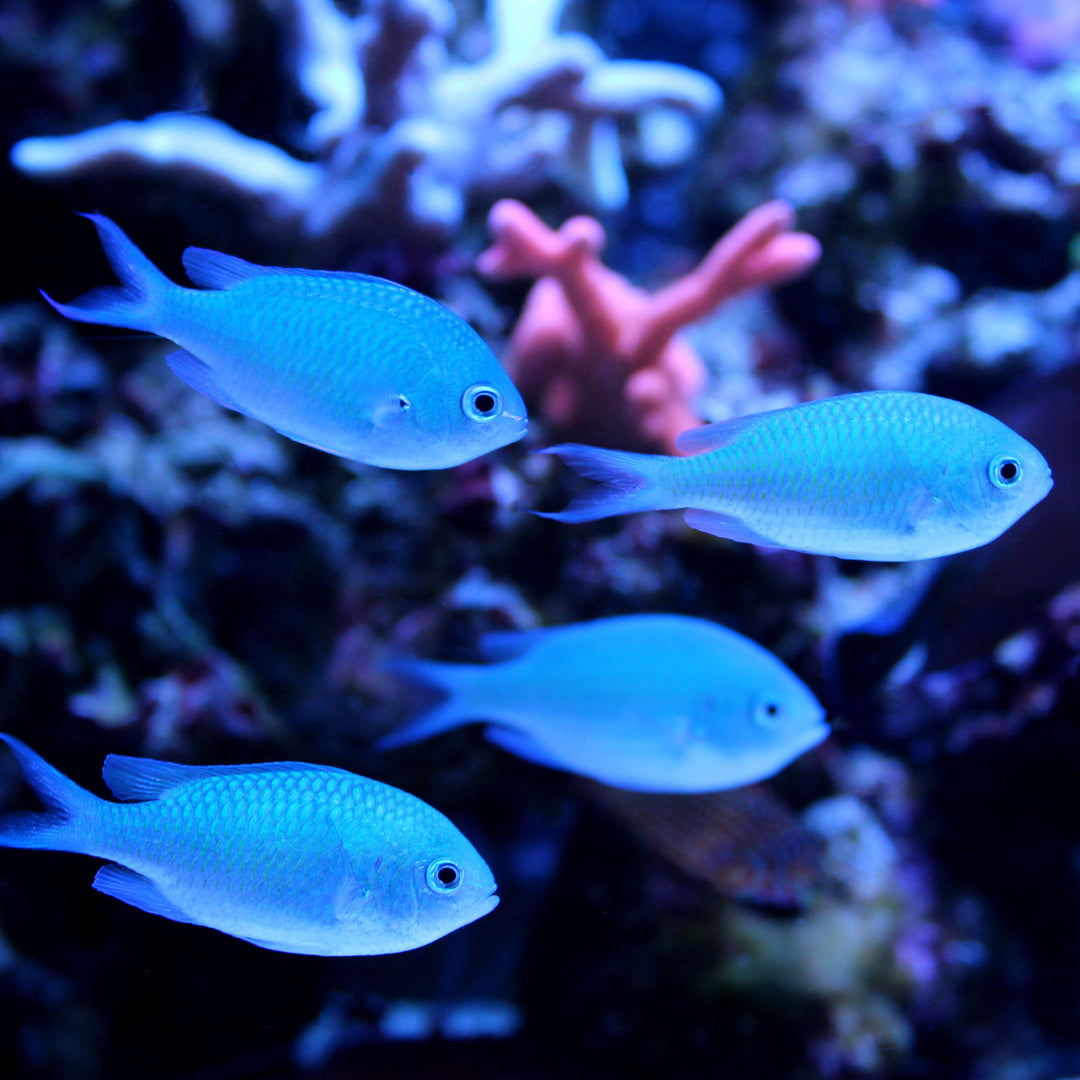 Chromis Viridis - Blau-Grünes Schwalbenschwänzchen