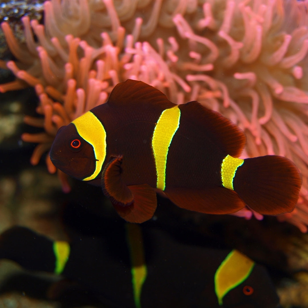 Samtanemonenfisch Pärchen