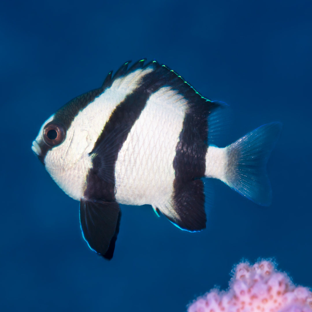 Dascyllus aruanus - Dreibinden Preußenfisch