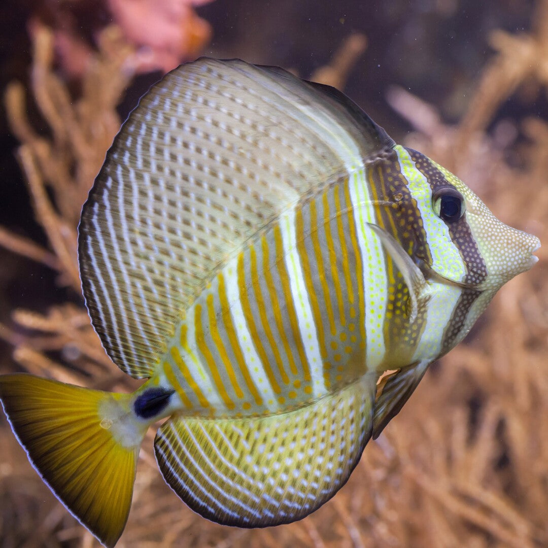 Zebrasoma veliferum - Pazifischer Segelflossen Doktor