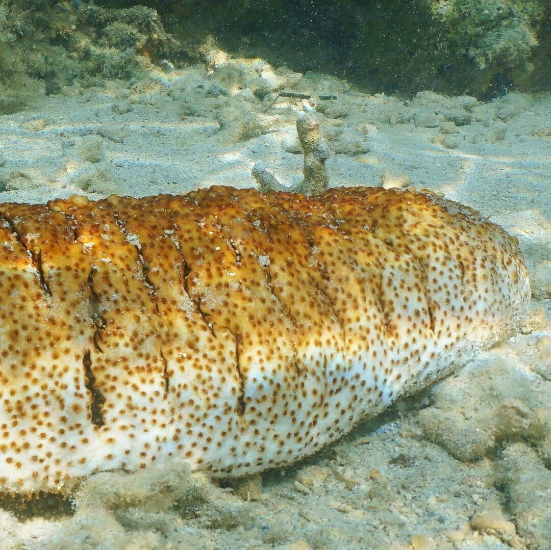 Holothuria (Mertensiothuria) hilla - Seegurke
