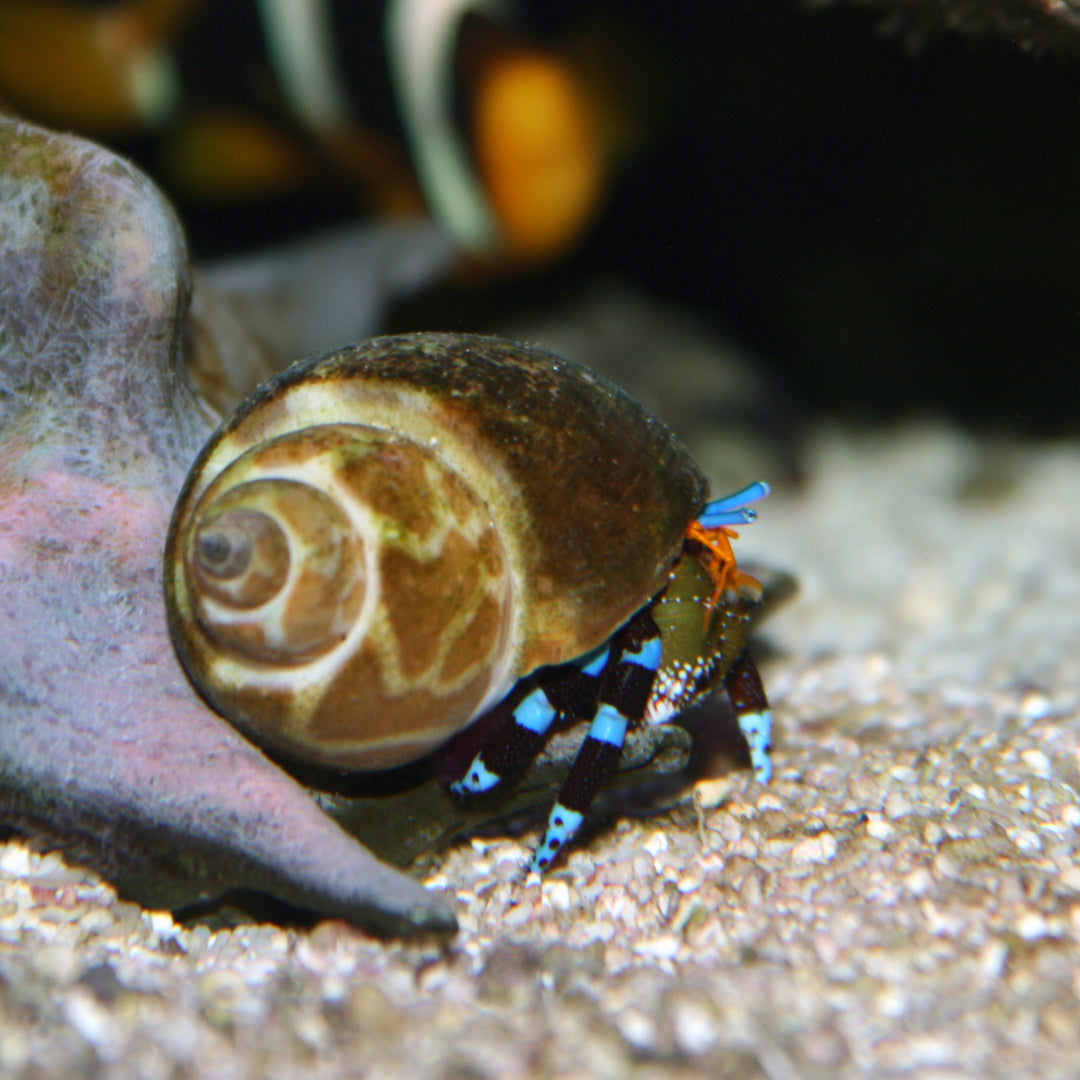Calcinus elegans - blauer Halloween Einsiedler