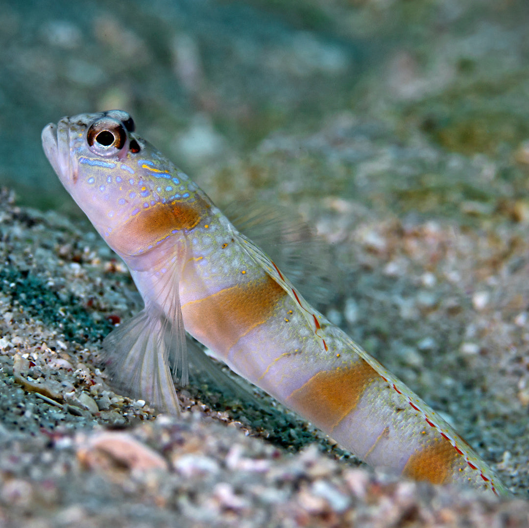 Amblyeleotris steinitzi - Steinitz Grundel