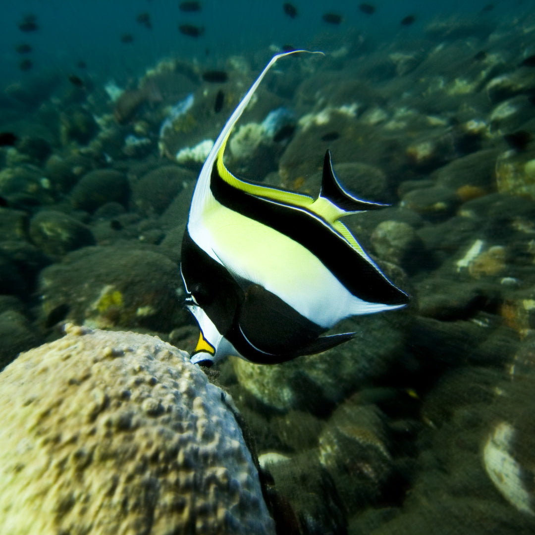 Zanclus cornutus - Halfterfisch