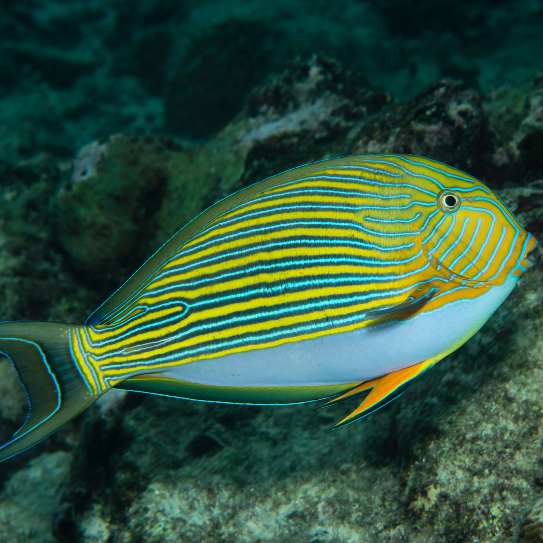 Acanthurus Lineatus - Blaustreifen Doktorfisch