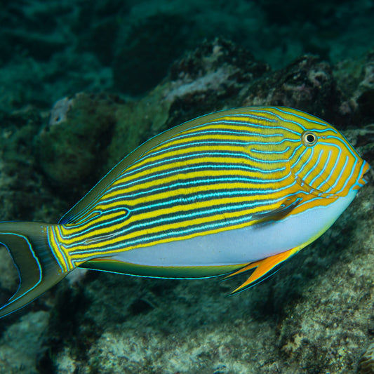 Acanthurus Lineatus - Blaustreifen Doktorfisch