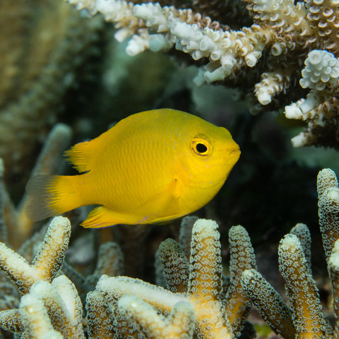 Pomacentrus moluccensis - Zitronen Demoiselle