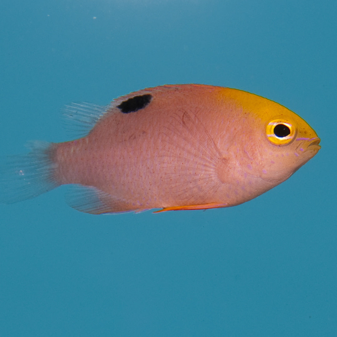 Chrysiptera talboti - Talbot s Demoiselle