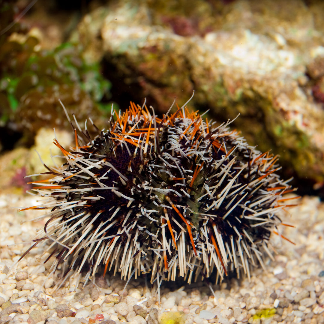 Tripneustes gratilla - Pfaffenhutseeigel