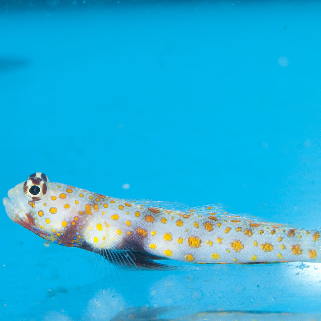 Amblyeleotris guttata - Partnergrundel gepunktet