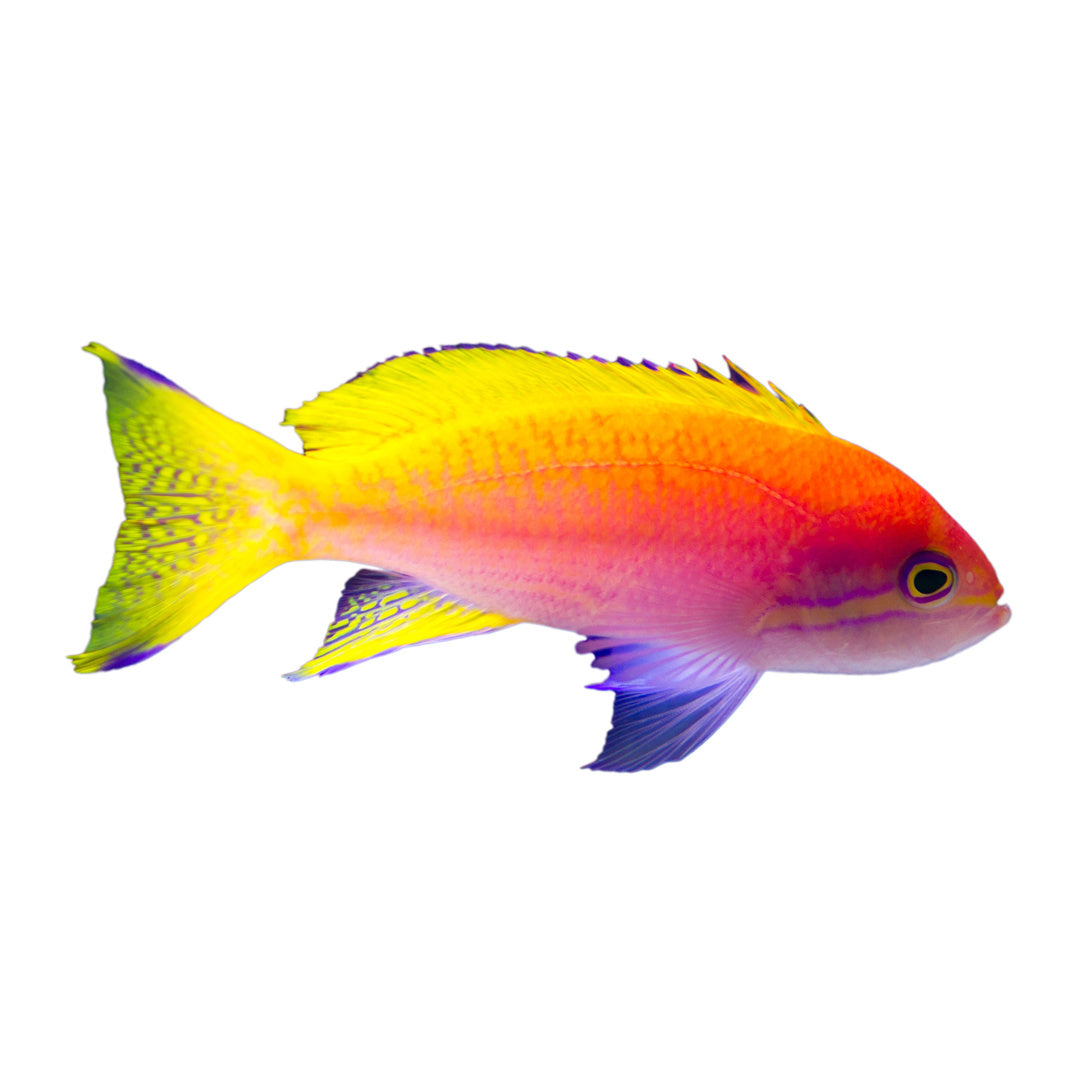 Pseudanthias bimaculatus - Zweifleck Fahnenbarsch - Männchen