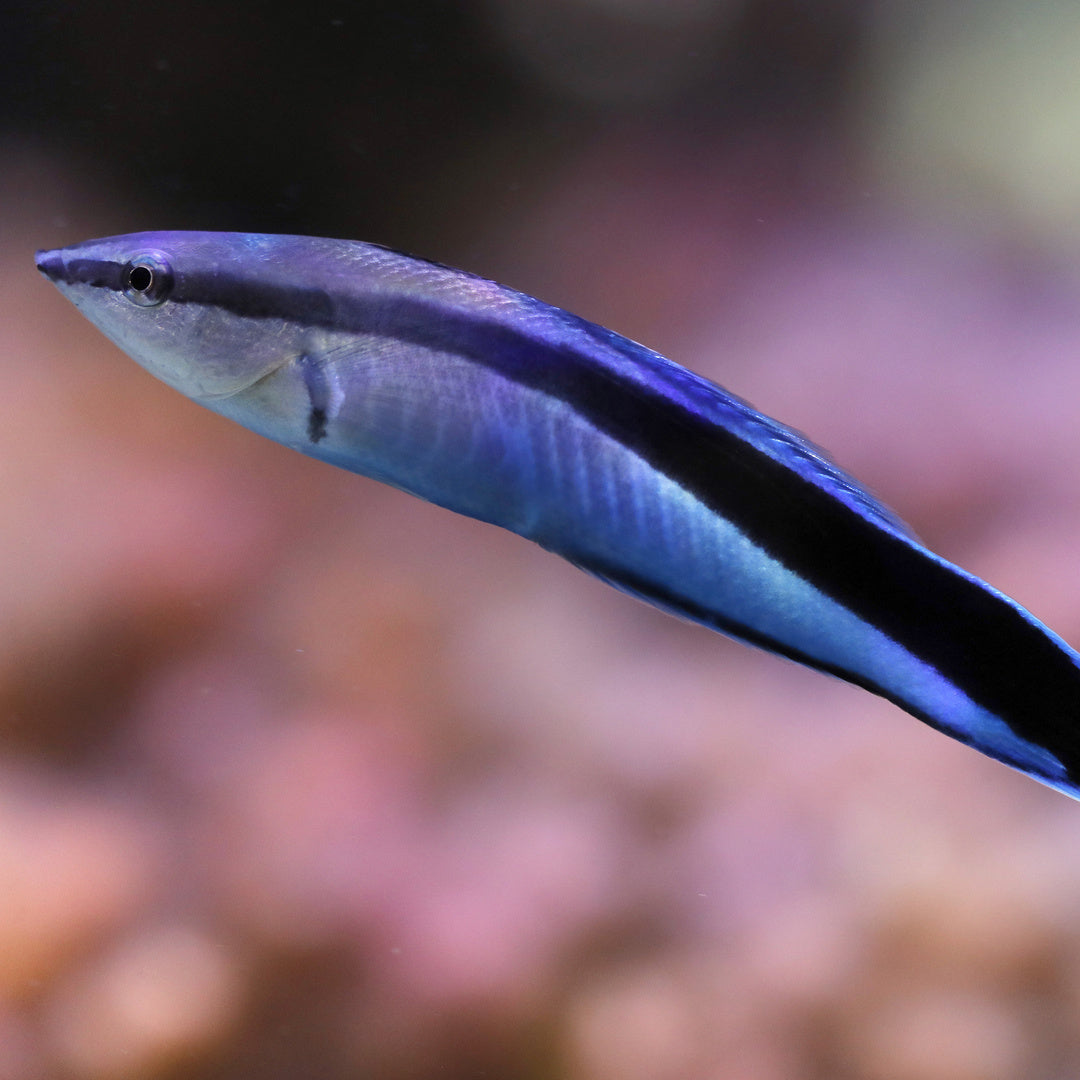 Labroides dimidiatus - Putzerlippfisch