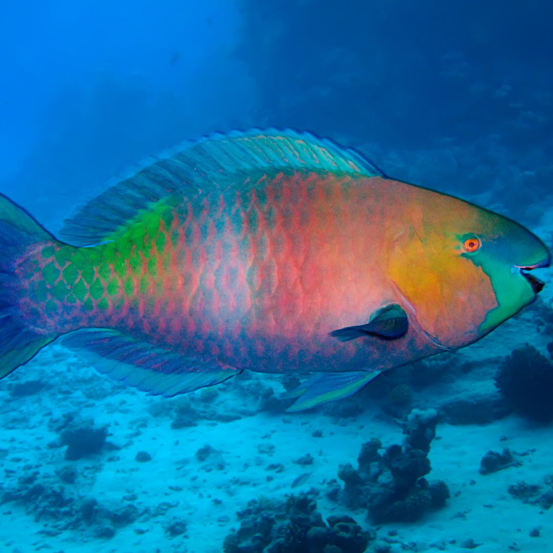 Papageifisch - Scarus quoyi