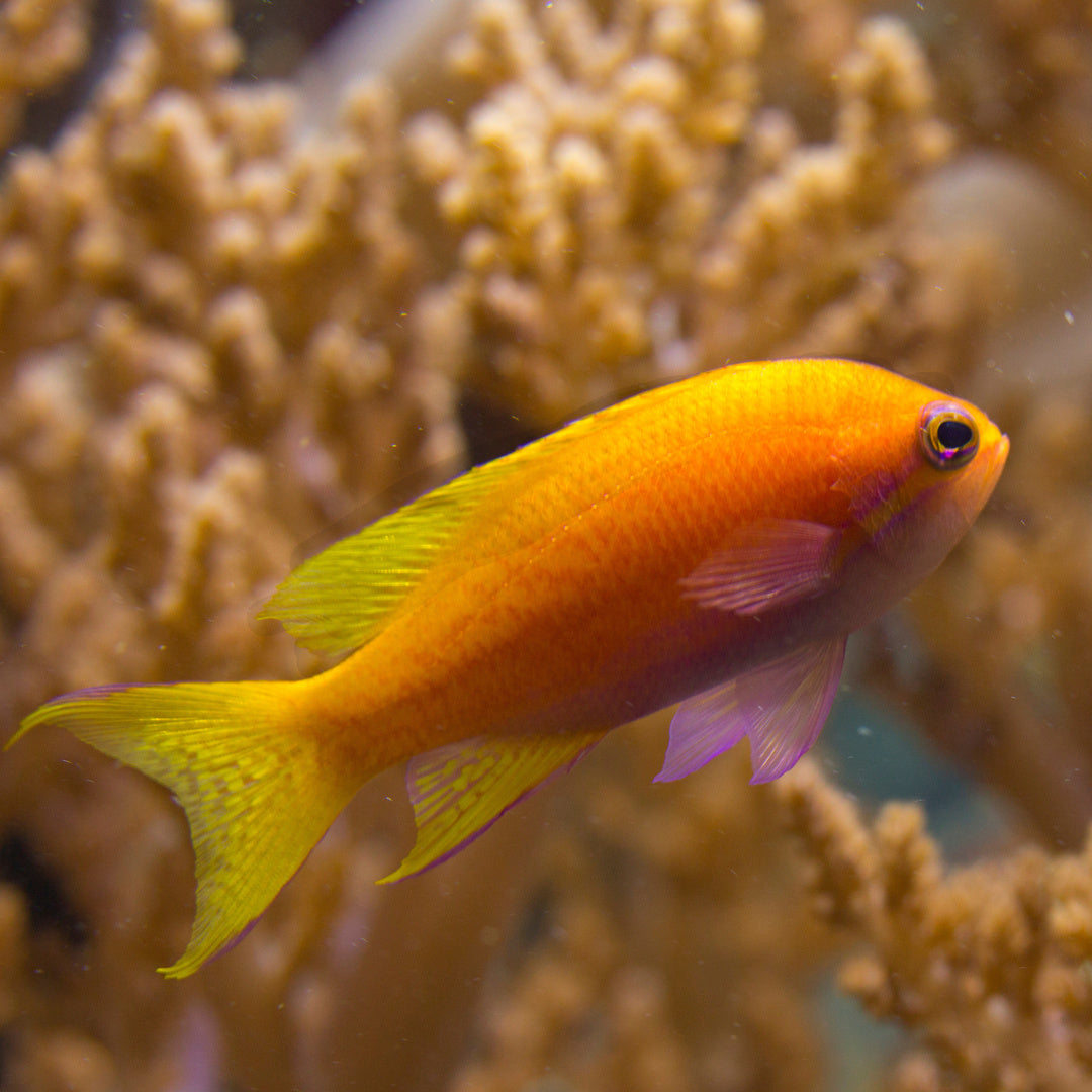 Pseudanthias bimaculatus - Zweifleck Fahnenbarsch - Weiblich