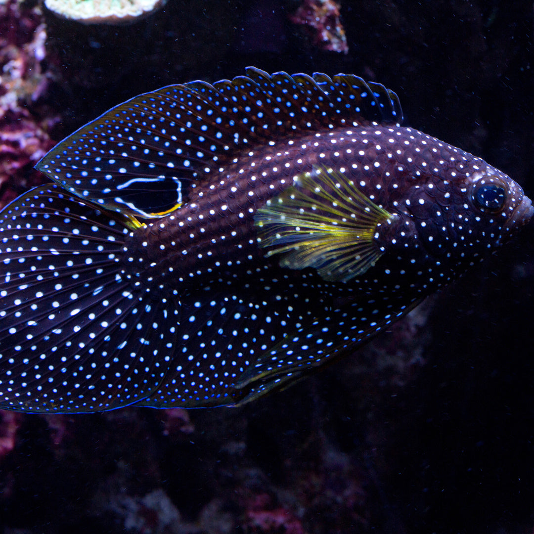 Calloplesiops argus - Mirakelbarsch