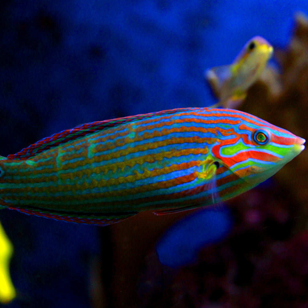 Halichoeres melanurus - Regenbogenlippfisch