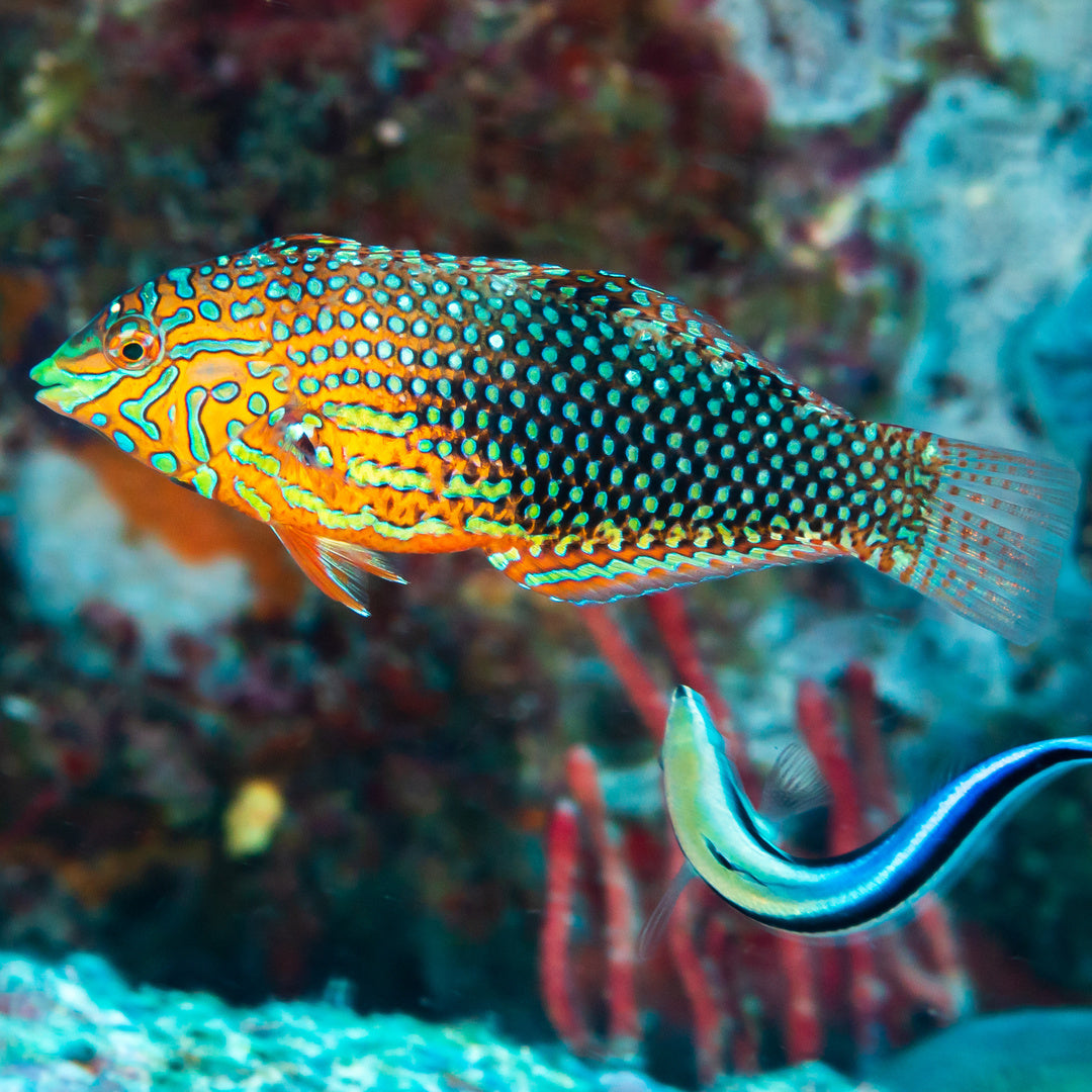 halichoeres marginatus - Prachtregenbogenlippfisch