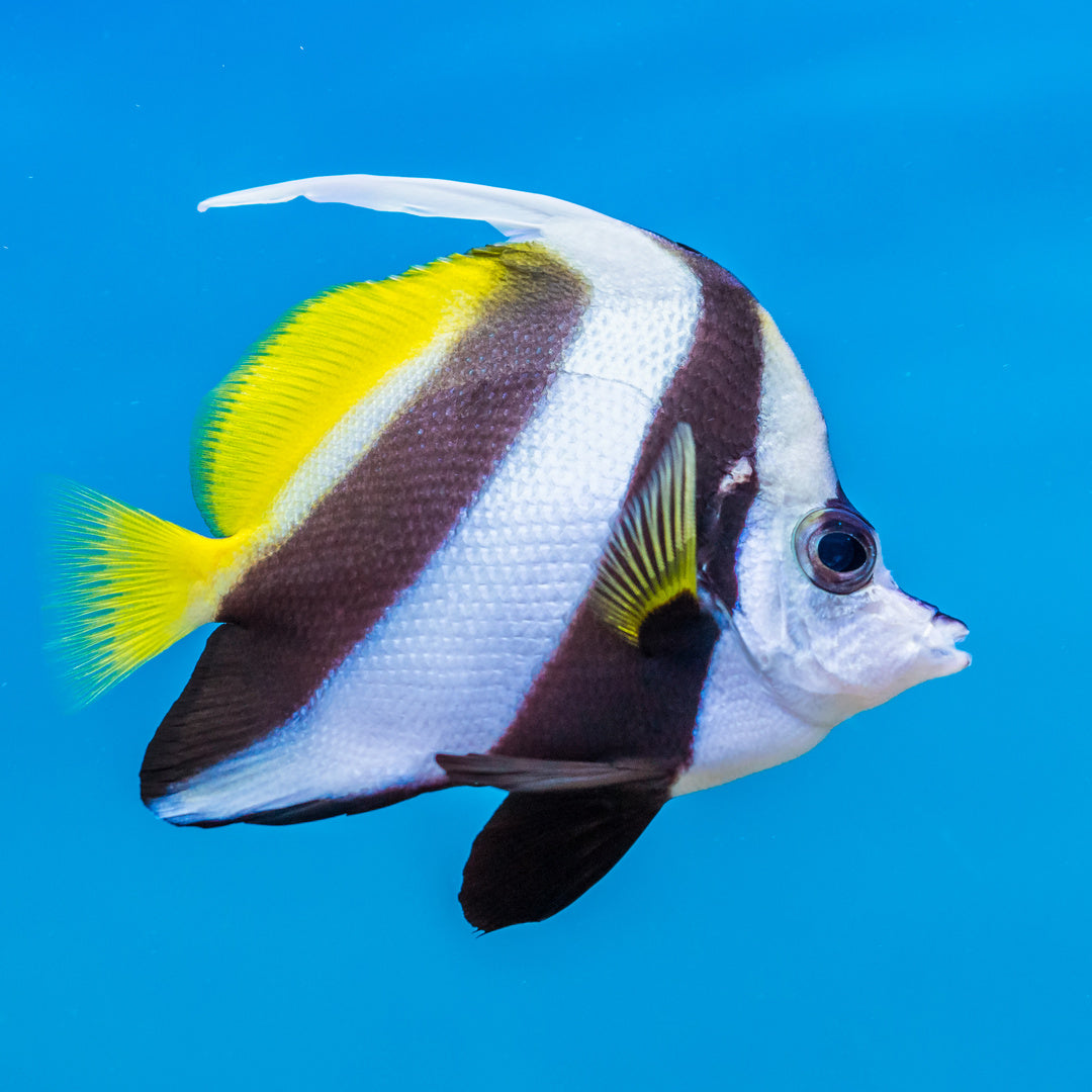 Gemeiner Wimpelfisch - Heniochus acuminatus