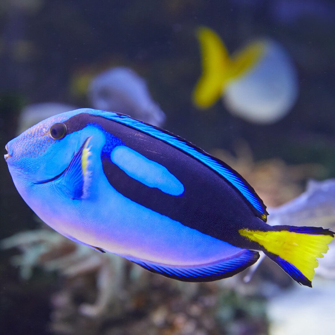 Paracanthurus hepatus - Paletten Doktorfisch