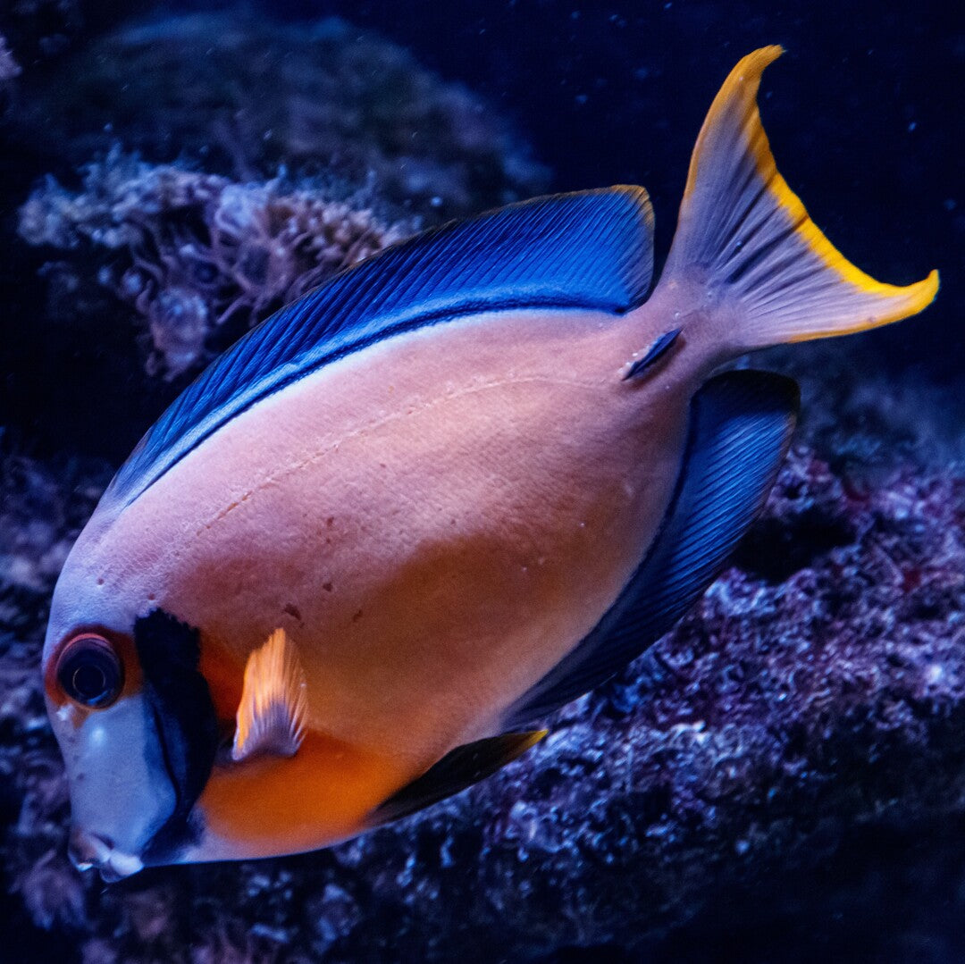 Acanthurus pyroferus - Schokoladen Doktorfisch - Mimikrydoktor