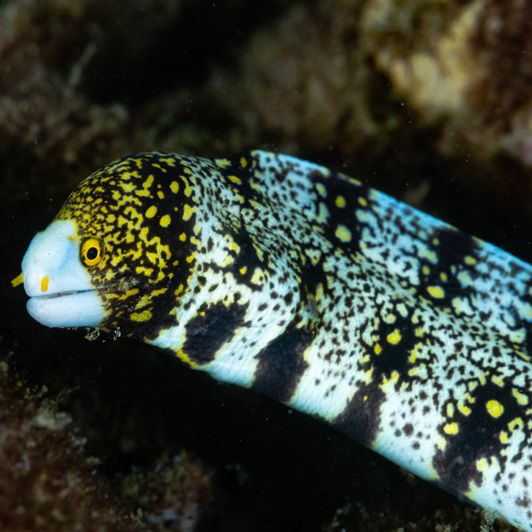 Echidna nebulosa - Sternflecken Muräne