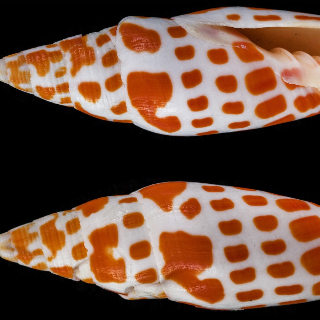 Mitra Mitra Schnecke