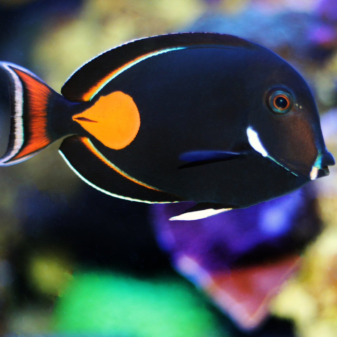 Acanthurus achilles - Achilles Doktor