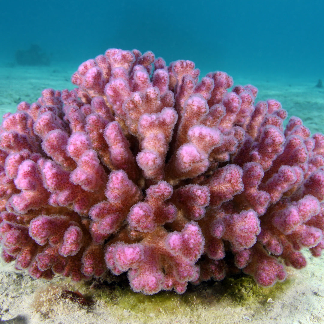 Pocillopora damicornis pink