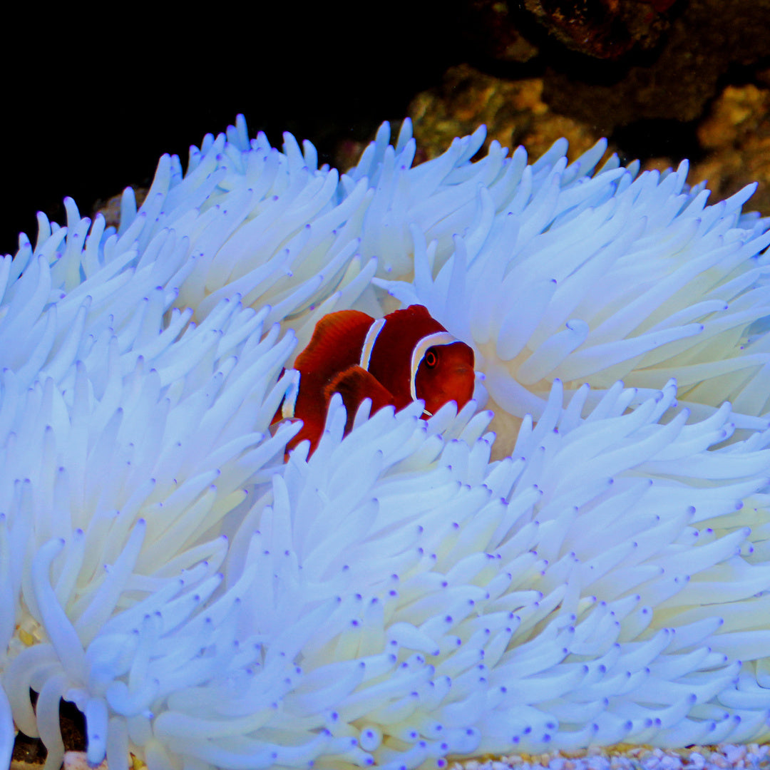 Heteractis crispa - Lederanemone