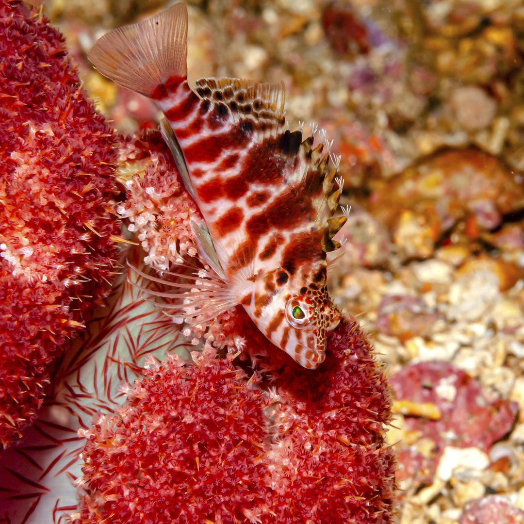 Falks Korallenwächter - Cirrhitichthys falco