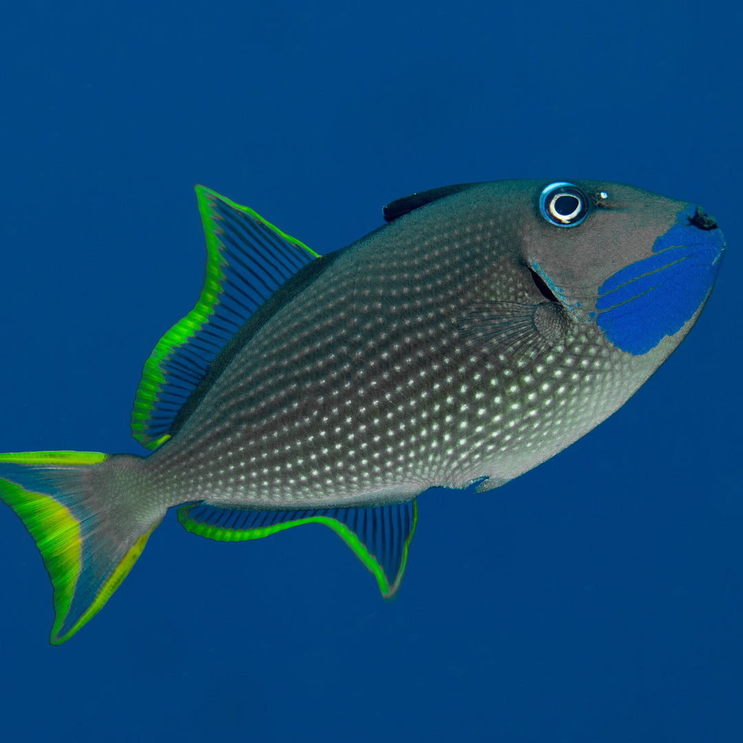 Xanthichthys auromarginatus - Blaukehldrückerfisch (Männchen)