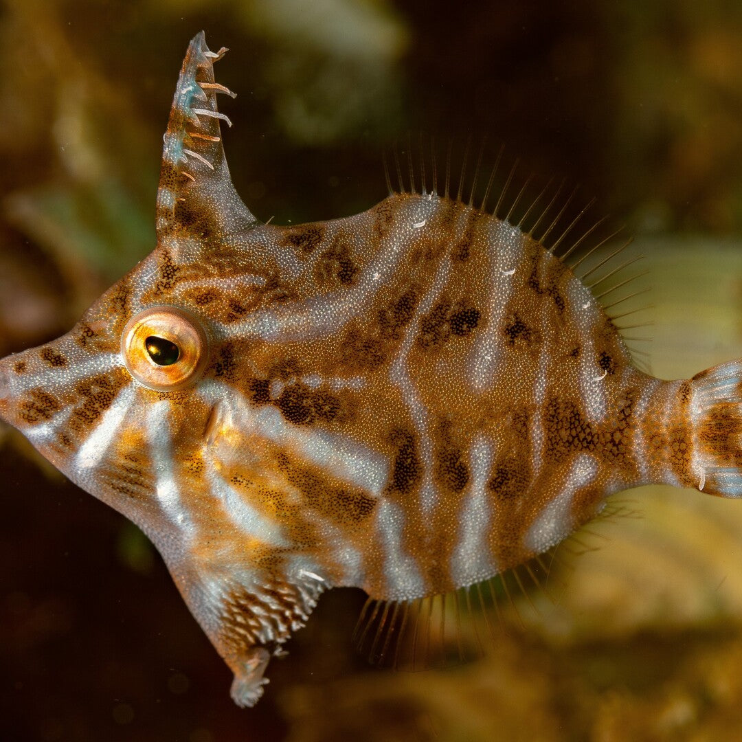 Tangfeilenfisch - Acreichthys radiatus