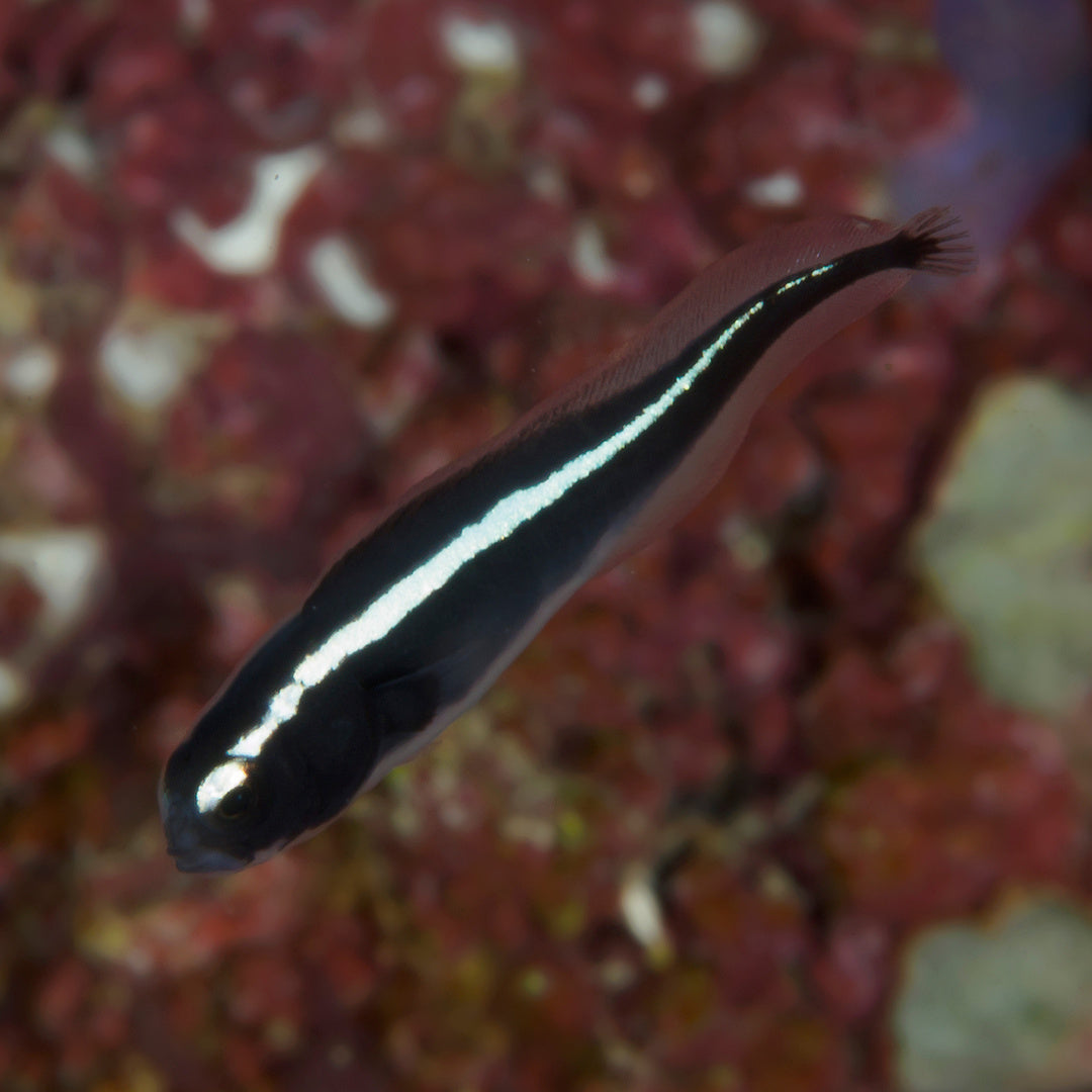 Pholidichthys leucotaenia - Weißstreifen-Aalgrundel