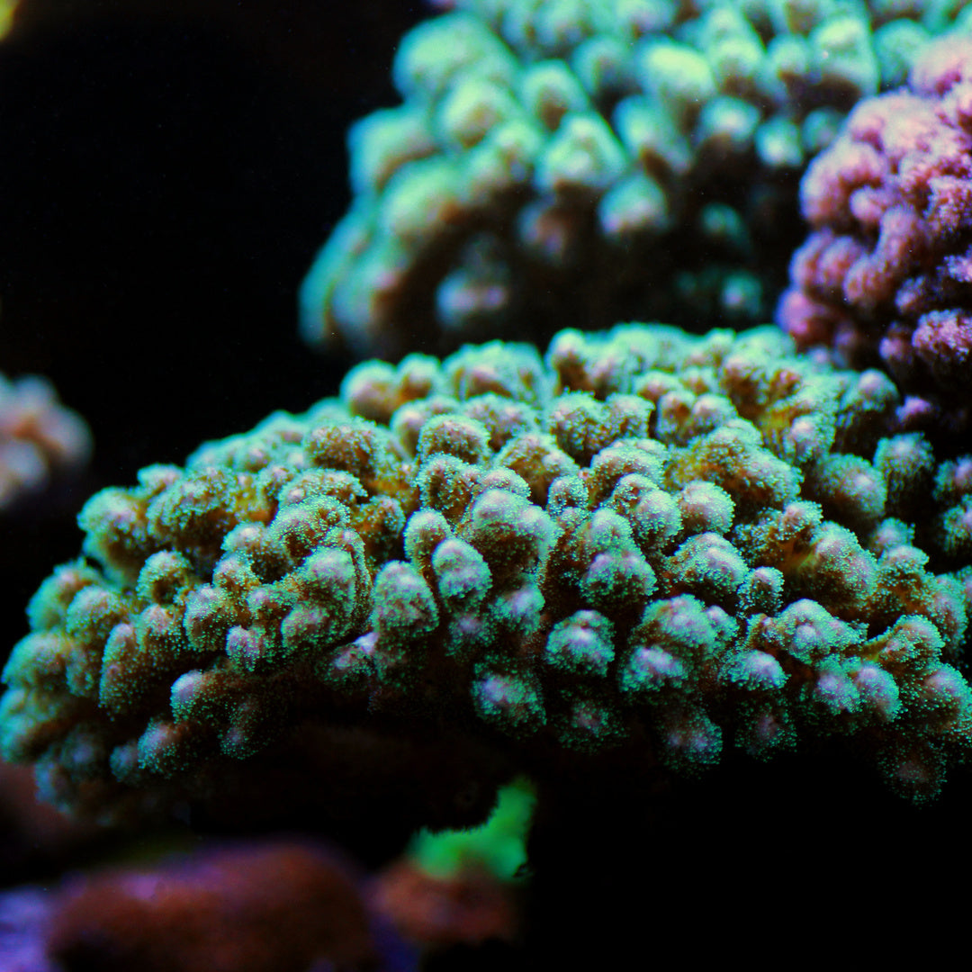 Pocillopora damicornis grün