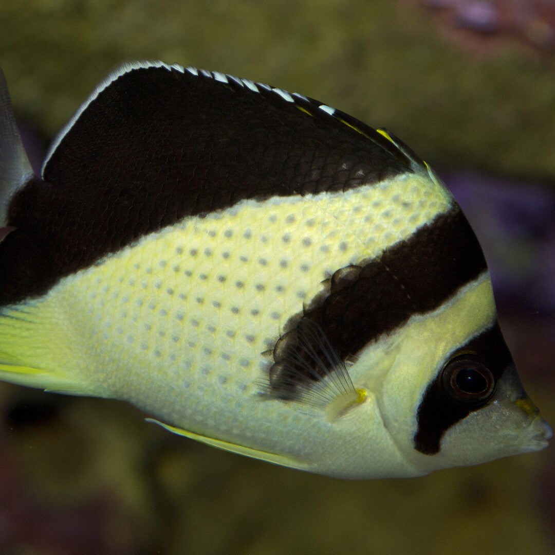 Chaetodon burgessi - Burgess Falterfisch