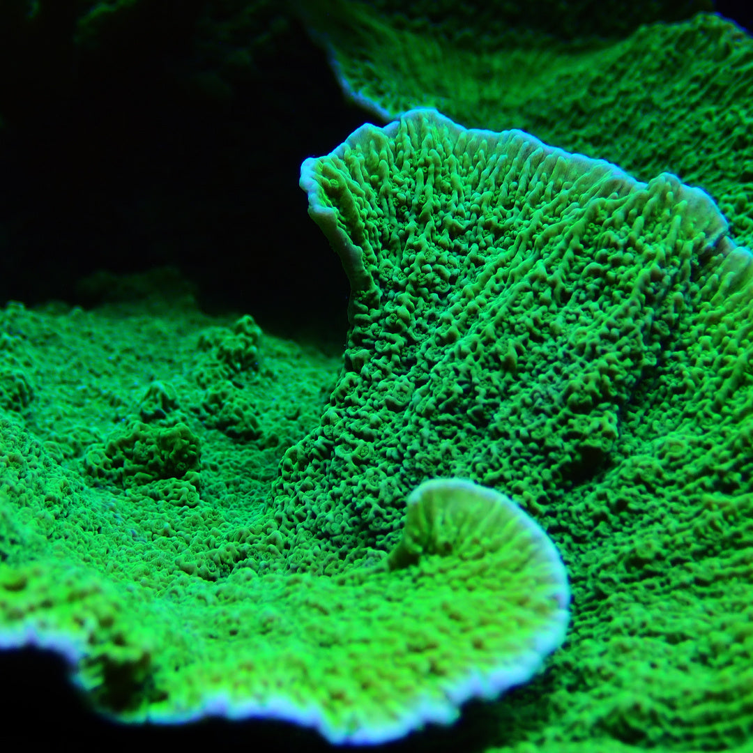 Montipora Foliosa grün