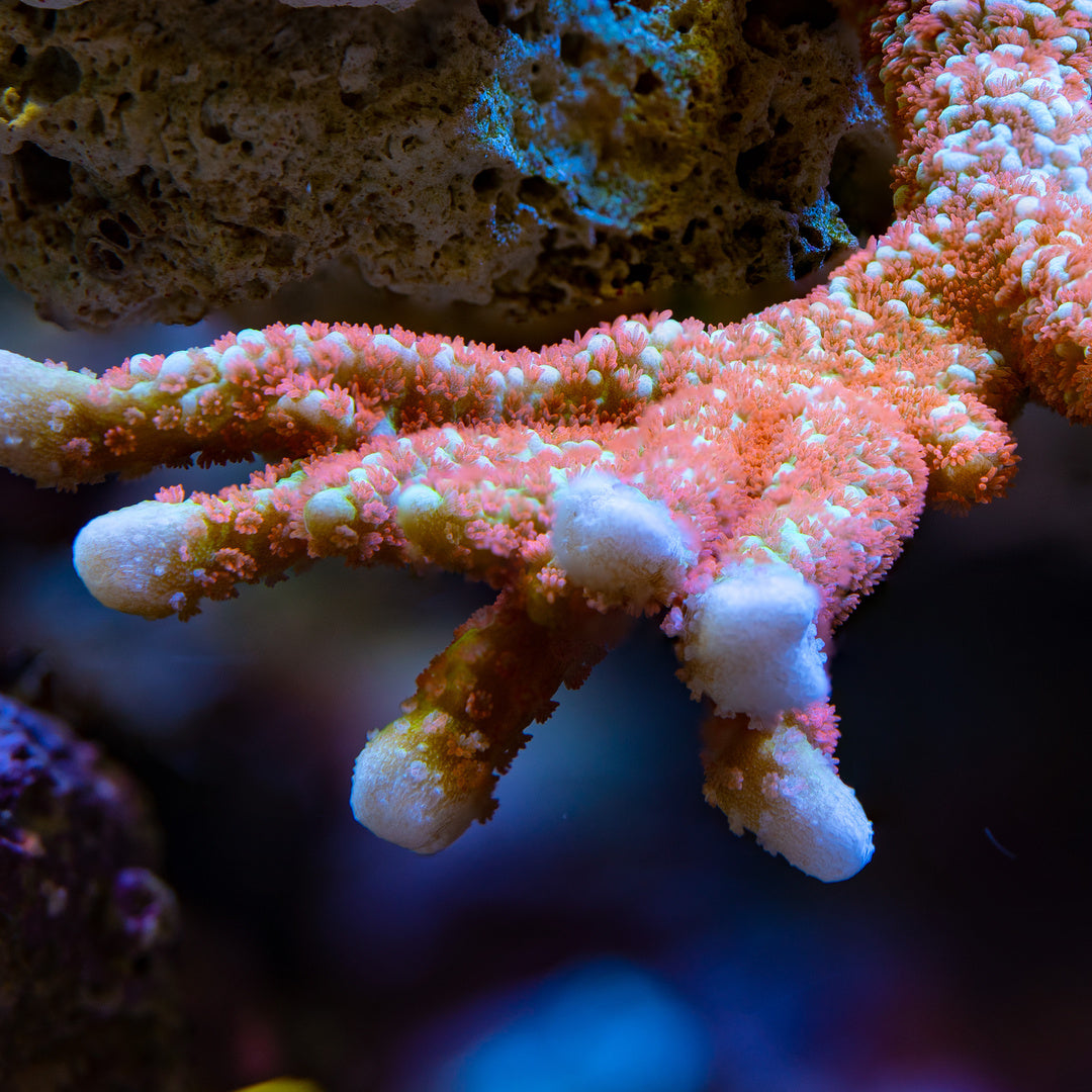 Montipora Forestfire