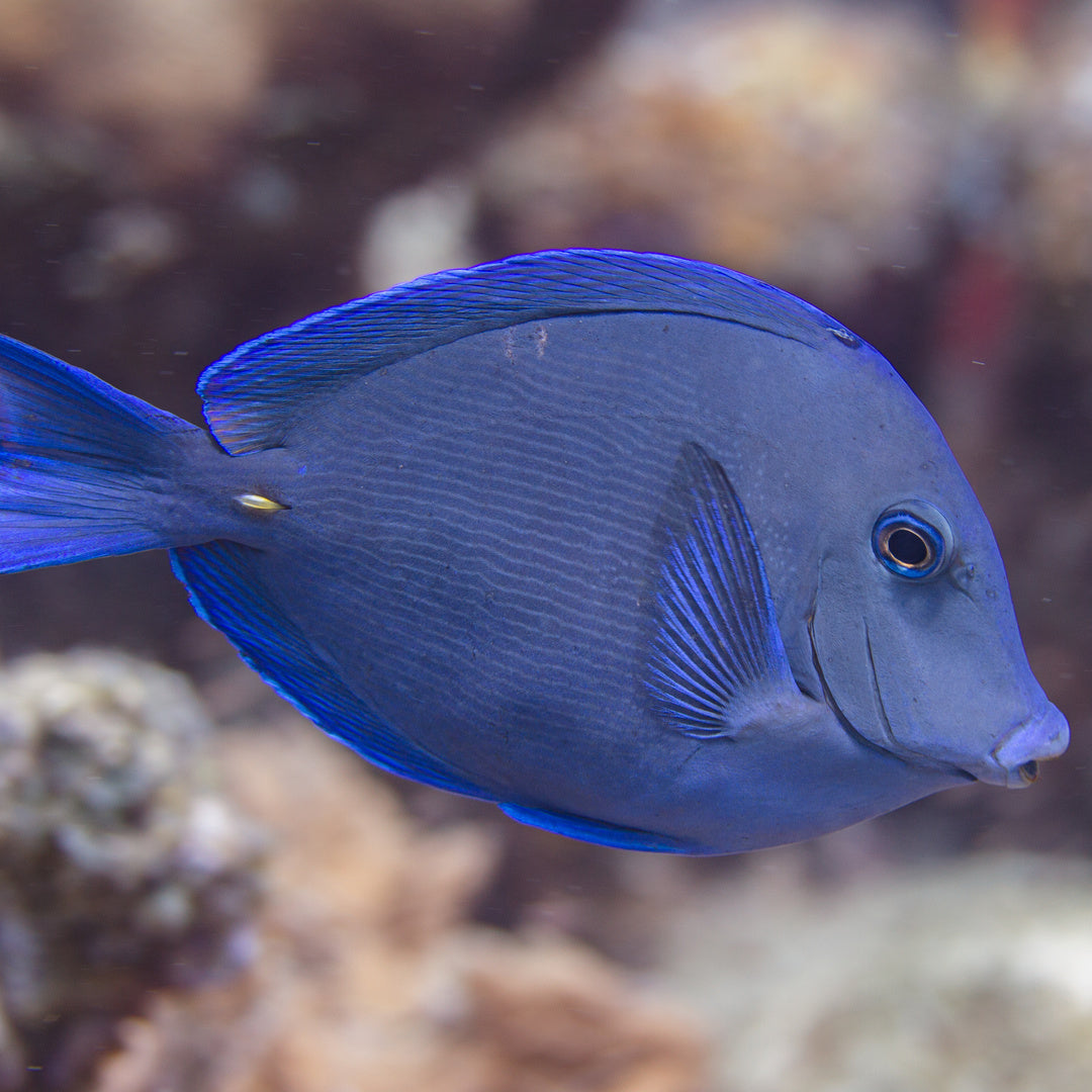 Acanthurus coeruleus - Blauer Doktorfisch