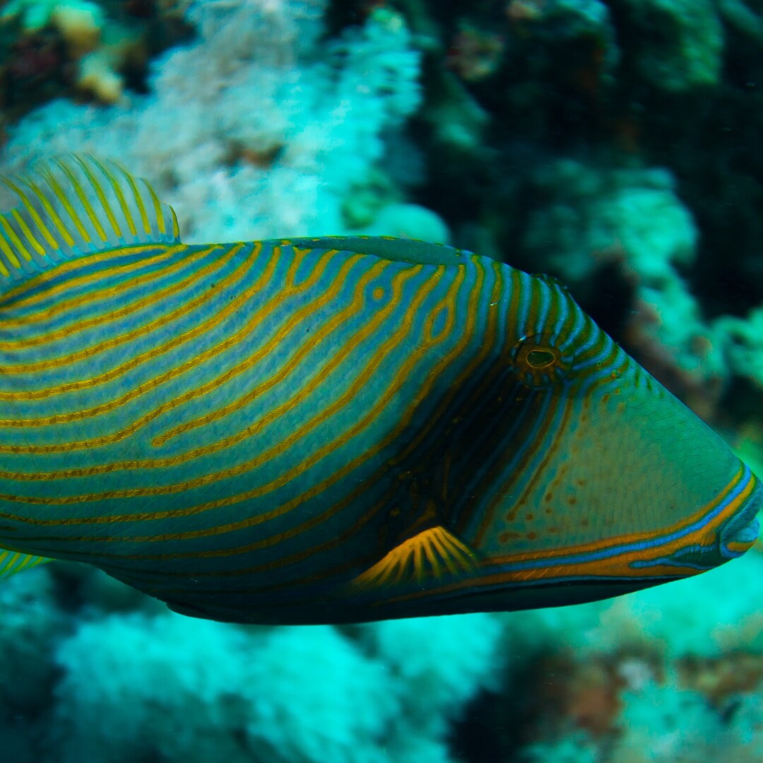 Balistapus undulatus - Orangestreifen Drückerfisch