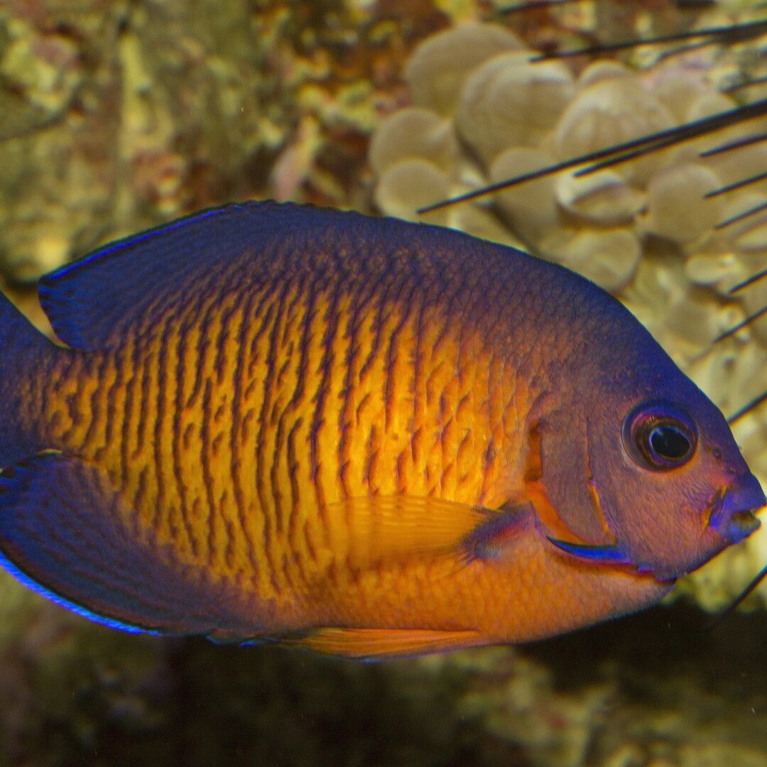 Centropyge bispinosa - Streifen Zwergkaiser