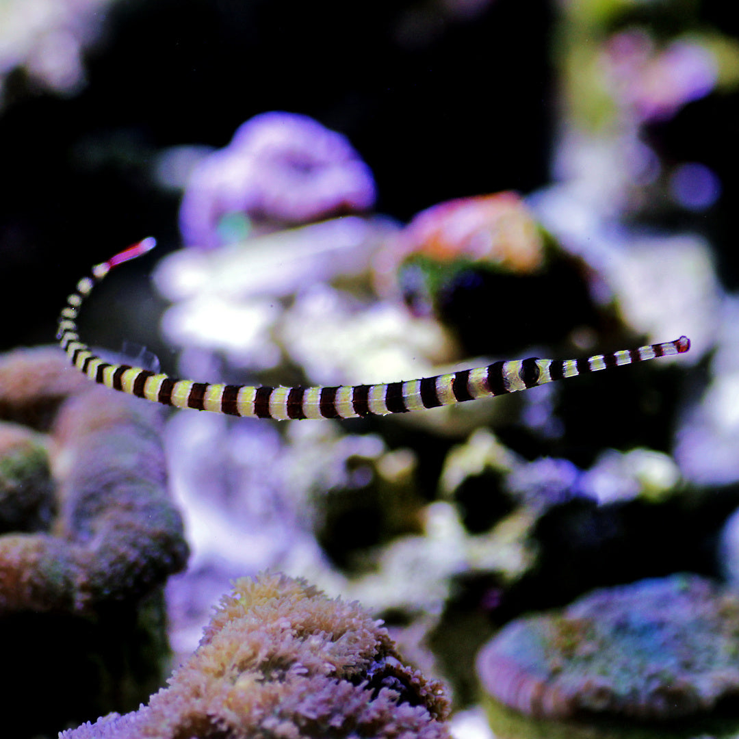 Dunckerocampus dactyliophorus - Zebra Seenadel