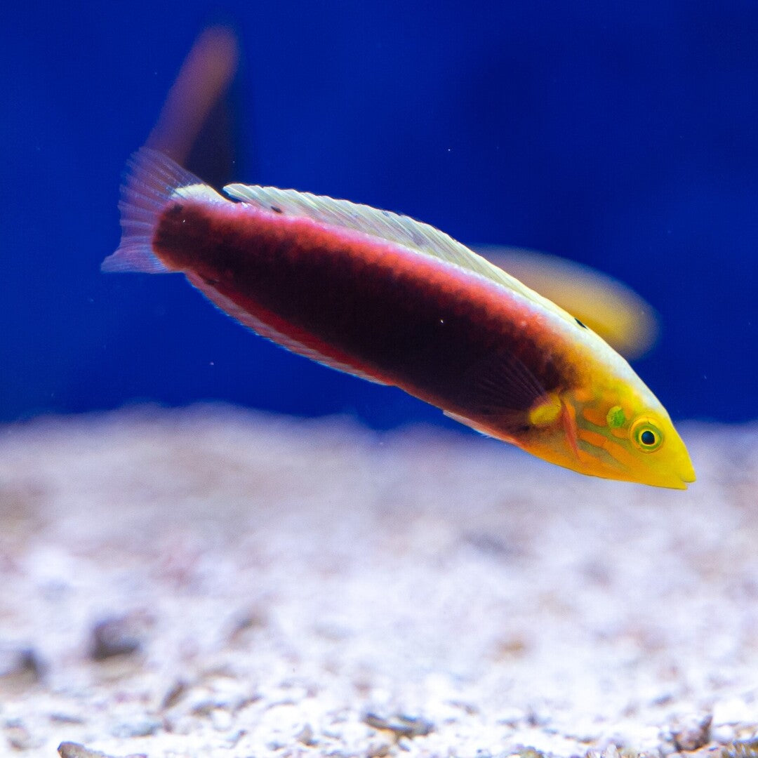 Halichoeres iridis - Gelbkopfjunker