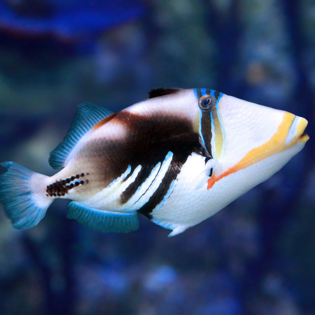 Rhinecanthus aculeatus -Picasso Drückerfisch