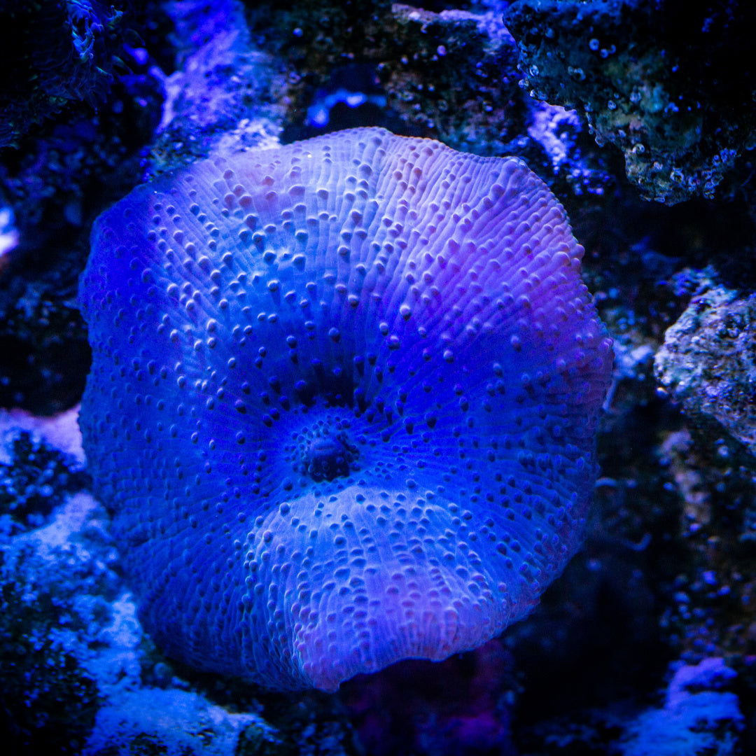 Scheibenanemone - Discosoma coeruleus - blau