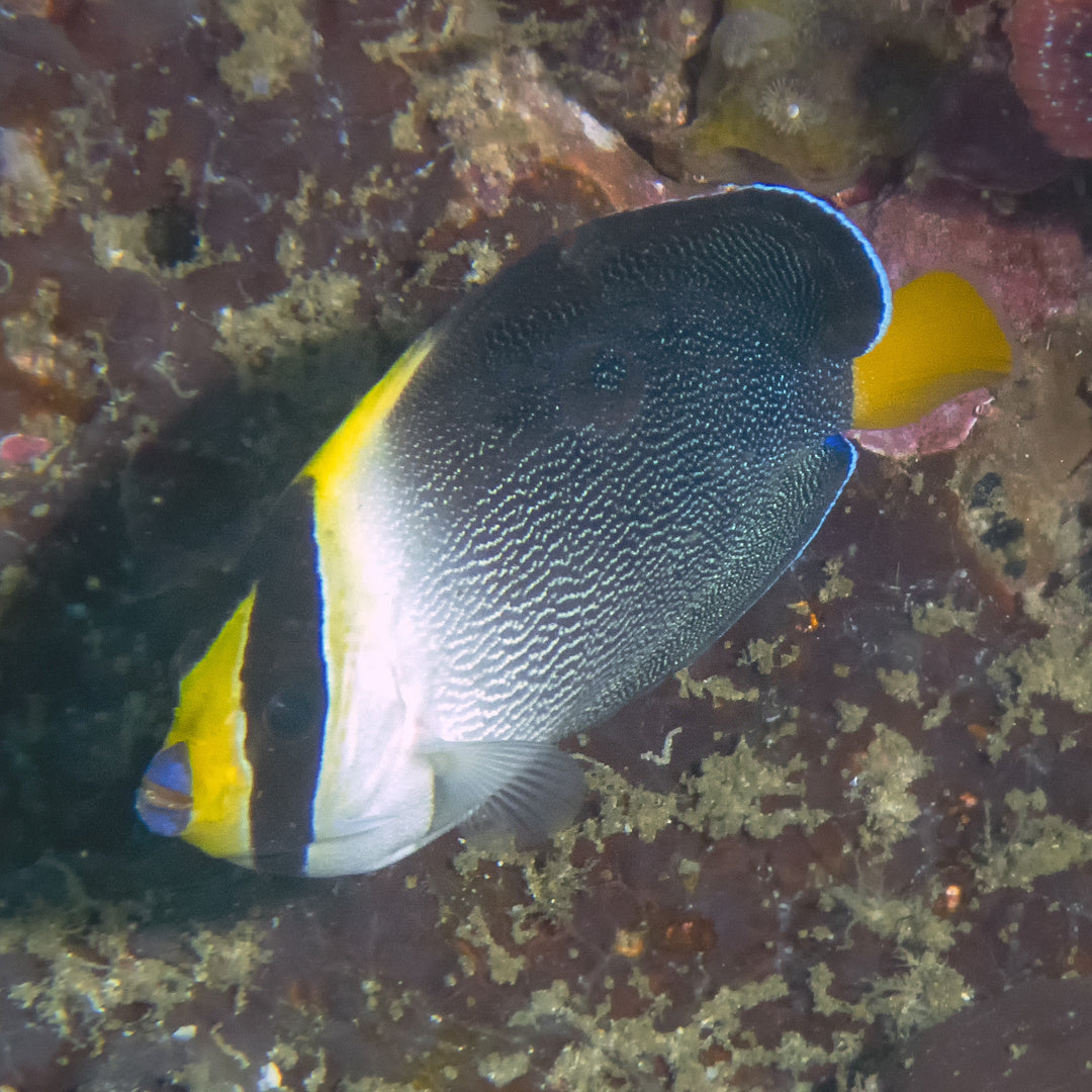 Chaetodontoplus mesoleucus - Mond Samtkaiserfisch