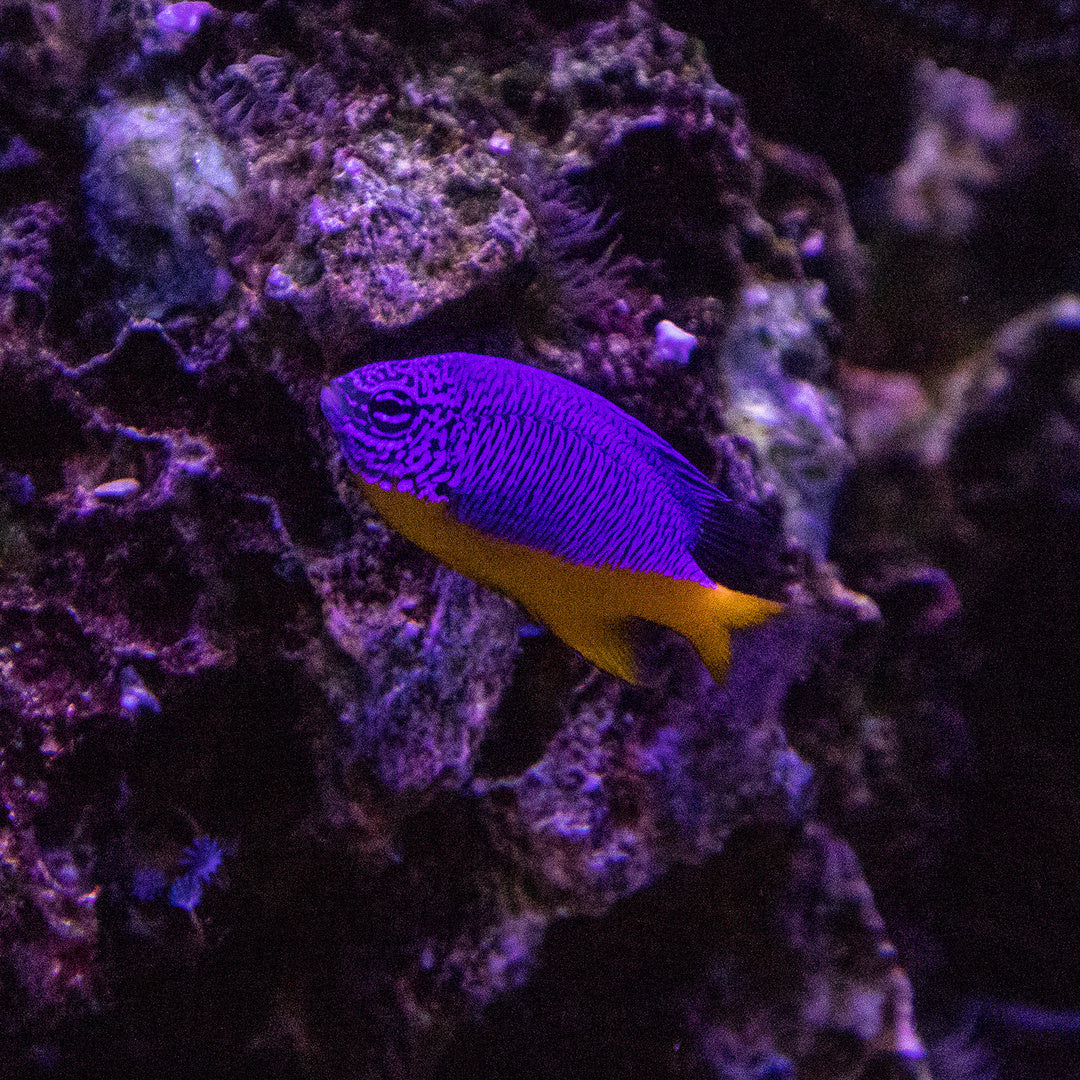 Chrysiptera cyanea - Saphir Demoiselle mit gelbem Schwanz