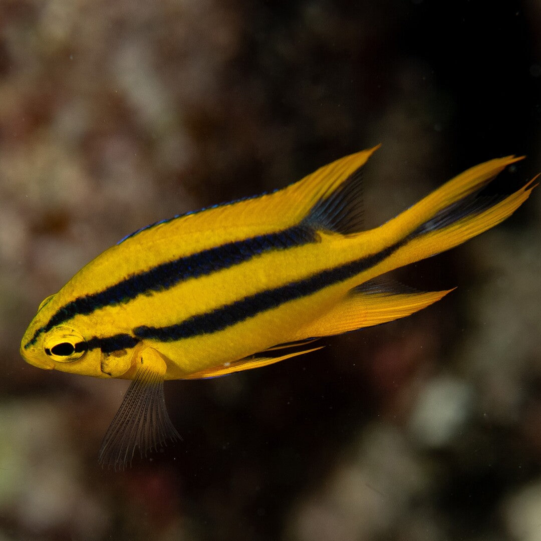 Neoglyphidodon nigroris - Behn`s Riffbarsch