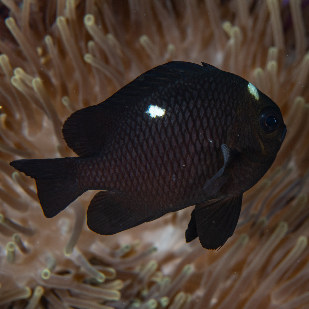 Dascyllus trimaculatus - Dreipunkt Preußenfisch